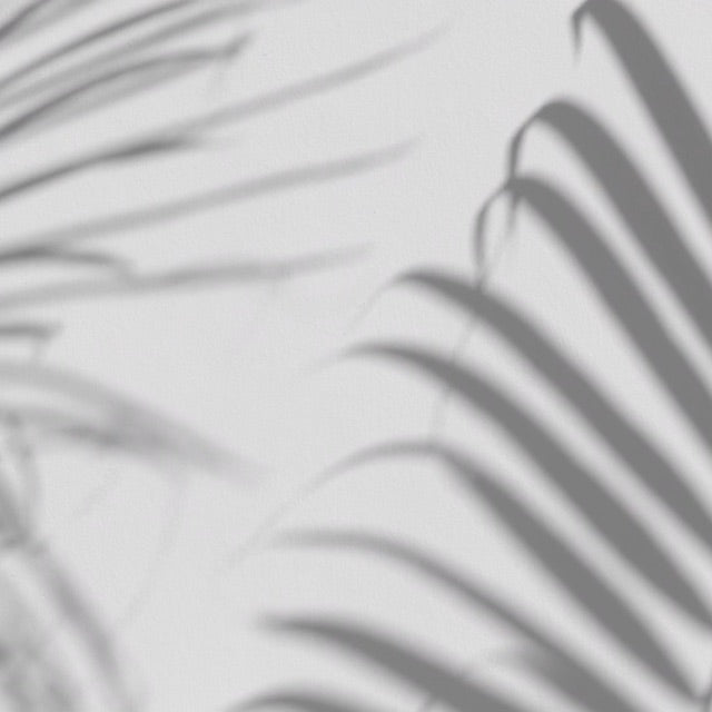 palm leaf shadow on grey background