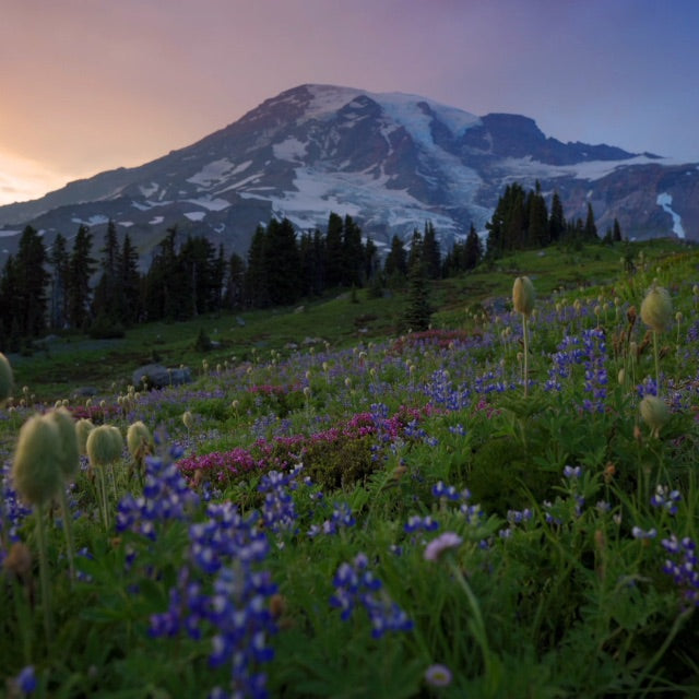 mountain meadow with purple and blue flowers at sunset