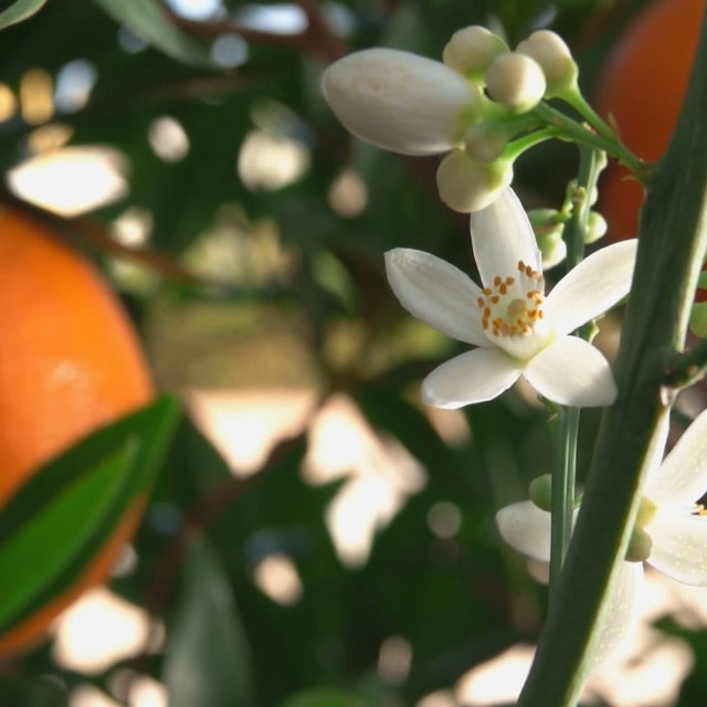 white orange blossom flower in sunlight with orange in background