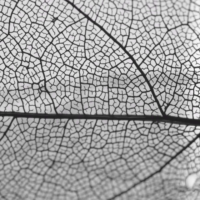 black and white close up of leaf veins