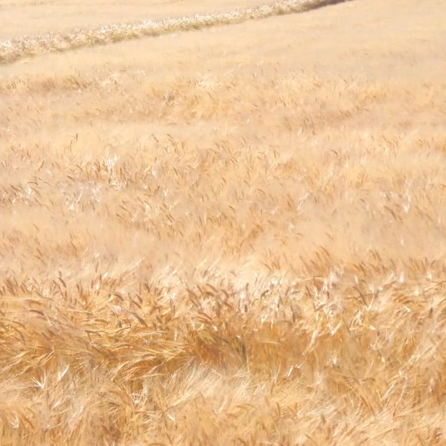 golden wheat field landscape