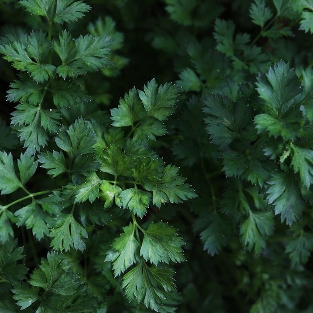 dark green herb leaves in dim light