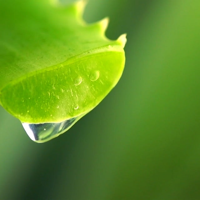 aloe dripping from freshly cut aloe stem
