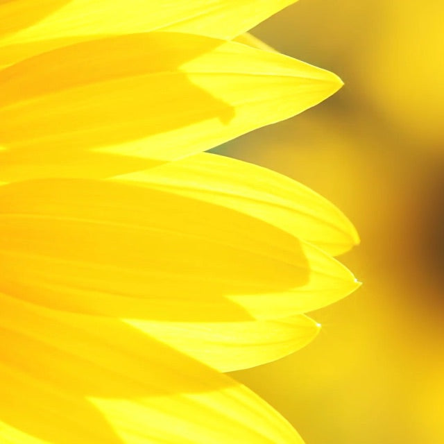 close up of bright yellow flower petals in sunlight
