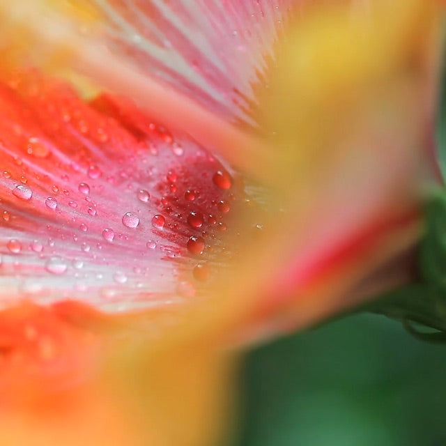 close up of pink and yellow hibiscus flower