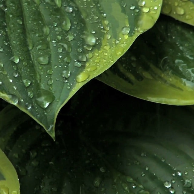 green and blue palm leaves