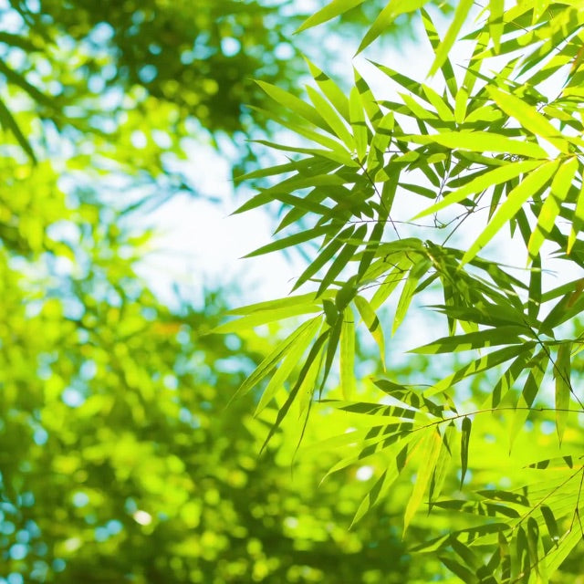 bamboo leaves in bright sunlight with blue sky