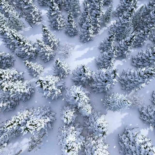aerial view of snow covered evergreen forest in winter