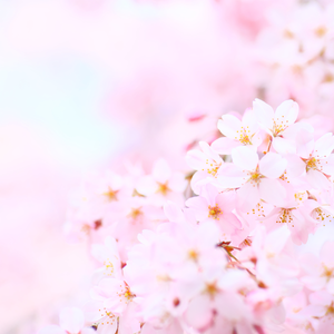 pink cherry blossoms in sunlight; https://cdn.shopify.com/videos/c/o/v/07dc288434cf44ac873581e6e10f81e8.mp4