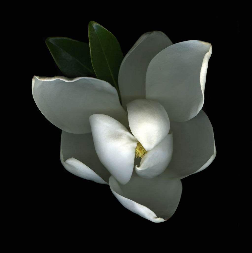 Southern Magnolia Fragrance Oil - Nourish