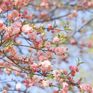 pink cherry blossoms in sunlight with blue sky; https://cdn.shopify.com/s/files/1/0457/0333/1991/files/Pink_Vetiver.mp4?v=1648151523